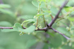 Securinega leucopyrus